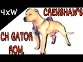 CRENSHAW S CH GATOR ROM - History of Fighting Dogs