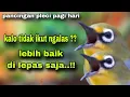 Download Lagu Suara Tembakan Pleci Bustomi Gacor Ngalas Di Pagi Hari