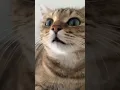 Download Lagu meow👀 #cat #funnycat #mueza #persiancat