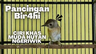 Download SUARA KHAS NGERIWIK SRDC MUDA HUTAN PANCINGAN BIR4HI SRDC BAHAN KURANG EMOSI!! MP3