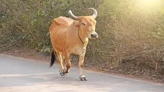 أصوات الحيوانات    صوت البقرة                   دندنها