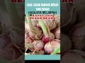 Download Lagu CARA MUDAH MENANAM BAWANG MERAH DI POLYBAG #pertanian