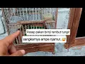 Download Lagu Resep pakan brinji rambut tungir Sangkar e njamur Tapi burunge malah rajin bunyi gek pie iki kosep e