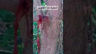 شجرة دم الاخوين     دندنها