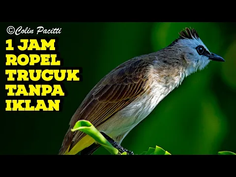 Download MP3 MASTERAN TRUCUKAN ROPEL PANJANG 1 JAM TANPA IKLAN COCOK BUAT MASTERING AGAR TRUCUKAN JUARA