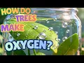How Do Trees Make Oxygen Fun Science for Kids
