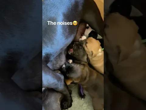 9 puppies drink their mother’s milk (all at once!)