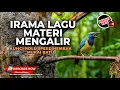 🔴 Masteran Irama Lagu Terbaik Materi Mengalir Kemewahan Cucak Cungkok Super Gacor Untuk Murai Batu