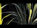 Download Lagu Relaksasi suara serangga malam menenangkan|jateng vibes#cinematic