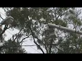 JEA prepares for Hurricane Ian power outages gets help from out-of-town
