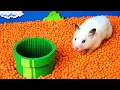 Download Lagu 🐹 Hamster escapes the Super Mario maze in real life