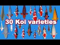 Download Lagu 30 Koi Fish varieties, types and characteristics