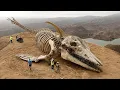 Download Lagu Monster Laut Paling Berbahaya dalam Sejarah Ditemukan di Gunung di Kanada