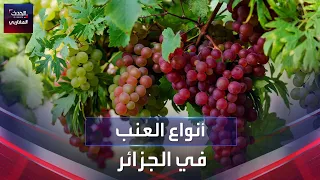 أنواع العنب في الجزائر دندنها