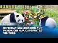 Download Lagu Giant panda Qin Hua celebrates 5th birthday