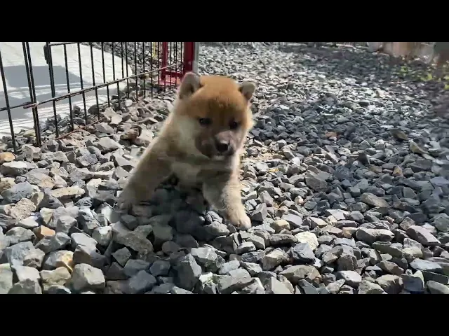 動画