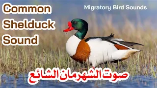 صوت الشهرمان الشائع Common Shelduck Sound 