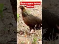 Download Lagu Suara ayam hutan betina