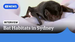 Several bat species detected near Sydney Opera House in conservation program | ABC NEWS