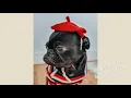 Fancy Pug