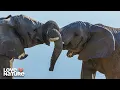 Mating Season with African Elephants Wildlife Icons 102