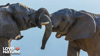 mating season with african elephants wildlife icons 102