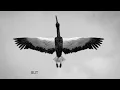 Of Monsters and Men - Slow And Steady (Official Lyric Video)