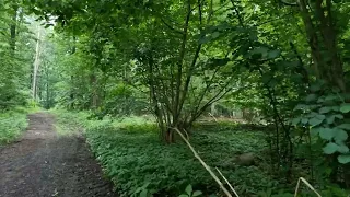 فيروز فيروز جايبلي سلام عصفور الجناين Deutschland Rüsterberg Hessen 