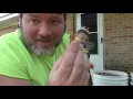 Three Ways How To Crack Pecans BEST METHOD ALOT AT ONCE