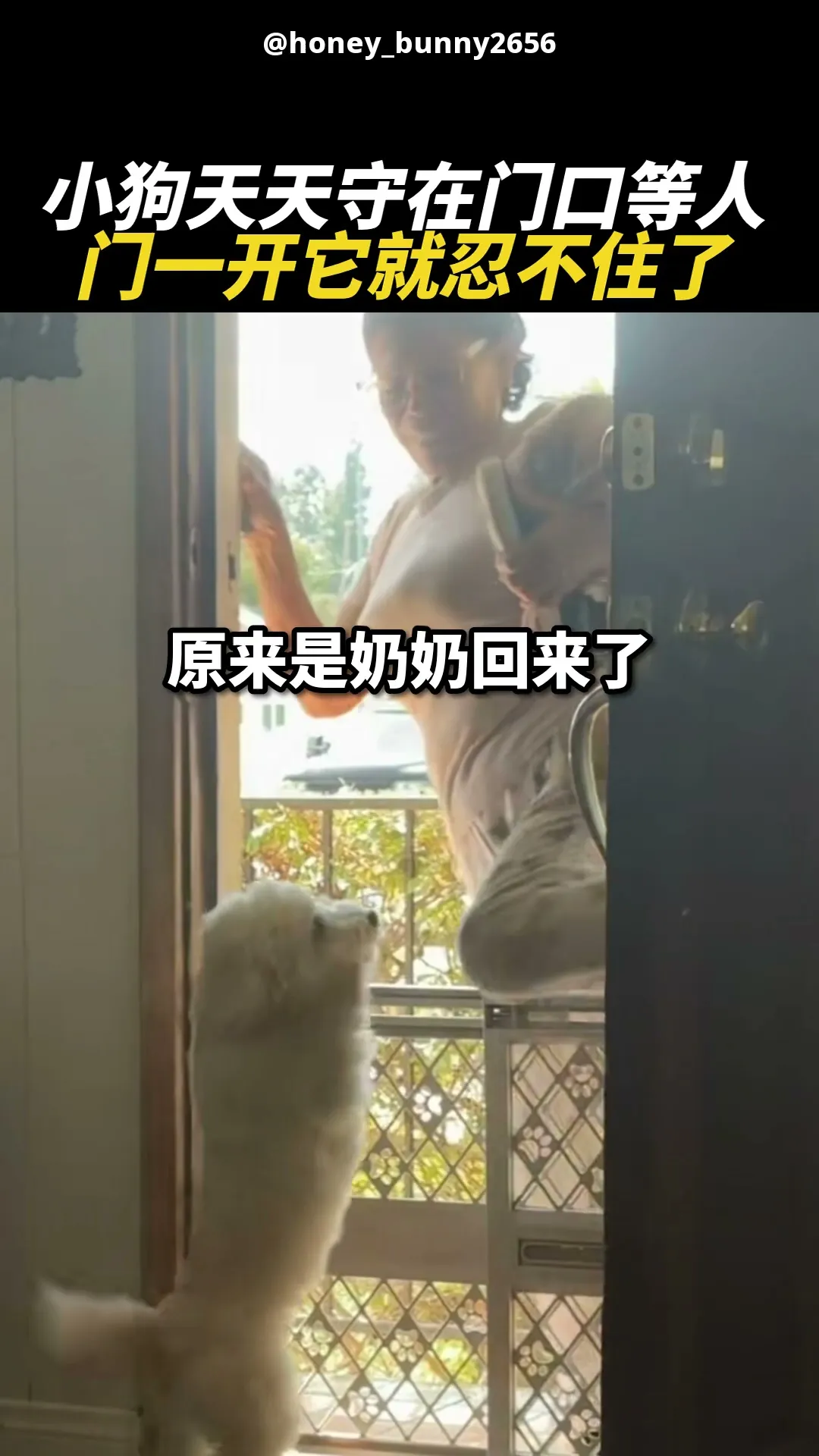 奶奶专属迎宾犬 🐶💕