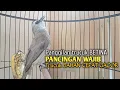 Lagu Trucuk BETINA memanggil Jantan Suara Birahi Ngecuplik 100% pancingan trucukan gacor agar BUNYI EMOSI