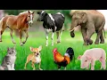 Lagu Farm Animal Moments: Pig, Cat, Monkey, Elephant, Horse, Tiger, Dog, Chicken – Farm Animal Sounds