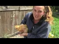 Meet our Chicks
