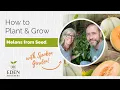 How to Plant Grow Melons from Seed