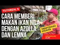 Lagu BUDIDAYA IKAN NILA : CARA MEMBERI MAKAN IKAN NILA DENGAN AZOLLA DAN LEMNA