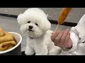 강아지랑 민둥산 당일치기(여행 경비 5만원)