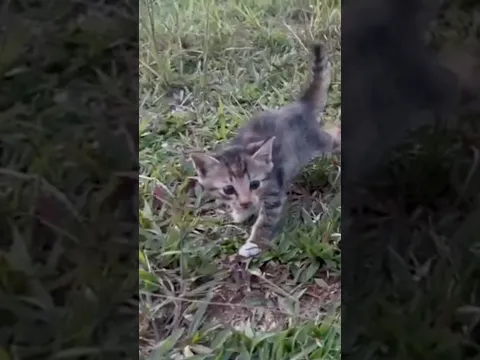 Mom Teaches Kittens to Explore Nature 🌿 #CatBehavior