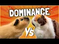 Guinea Pig Dominance Every Owner Needs to Know This