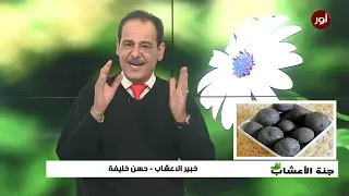 فوائد اللومي نومي بصره للتنحيف مع خبير الاعشاب حسن خليفة جنة الاعشاب 