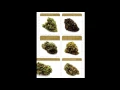 Cannabis dispensary menu from Oakland California