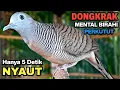 Lagu Perkutut Lokal Gacor Suara Besar Pancingan Burung Perkutut Agar Cepat Bunyi.