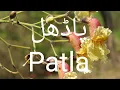 Download Lagu Patla / padhal / Stereospermum suaveolens ke fayde aor pehchaan پاڈھل کی معلومات