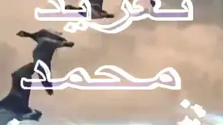 محمد وردي الطير المهاجر صلاح أحمد ابراهيم 