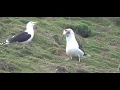 Download Lagu Seagull Swallows a Whole Rabbit on Welsh Island