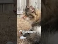 Download Lagu And to think I used to not appreciate #2 \u0026 #3 😅 #mom #cats #facts #cute #mikathefluffy