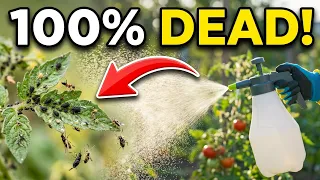 Spray This on Your Plants and Watch Garden Pests Disappear