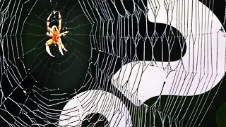 Sometimes Spiders Share Themselves to Death HowStuffWorks NOW