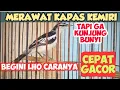 Download Lagu MENGENAL BURUNG KAPASAN KEMIRI DAN CARA MERAWAT BURUNG KAPASAN KEMIRI AGAR CEPAT GACOR