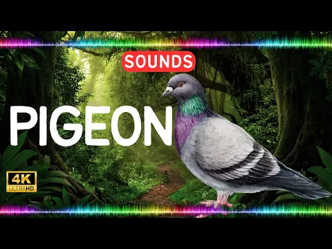 Download MP3 Pigeon Sound effect Animal Sounds Library