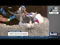 Ash Ziigwan Ready for Adoption